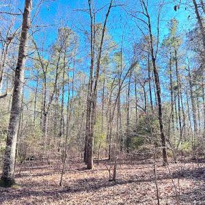 Photo #17 of SOLD property in Off Spring Farm Rd, Dendron, VA 20.0 acres