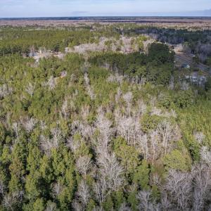 Photo #8 of SOLD property in Off Hallsboro Road, Whiteville, NC 32.7 acres