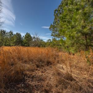 Photo #22 of SOLD property in Off Hallsboro Road, Whiteville, NC 32.7 acres