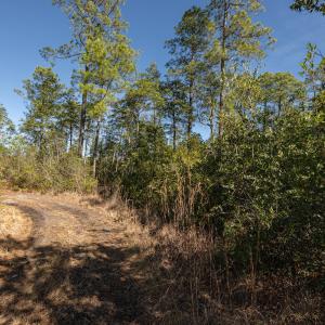 Photo #25 of SOLD property in Off Hallsboro Road, Whiteville, NC 32.7 acres