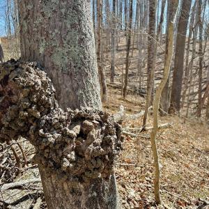 Photo #19 of Off Tower Road, Tract 2 and Pt Tract 2, Christiansburg, VA 19.7 acres