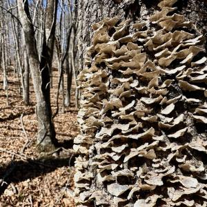 Photo #29 of Off Tower Road, Tract 2 and Pt Tract 2, Christiansburg, VA 19.7 acres