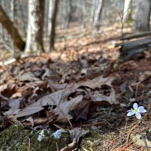 Photo #33 of Off Tower Road, Tract 2 and Pt Tract 2, Christiansburg, VA 19.7 acres