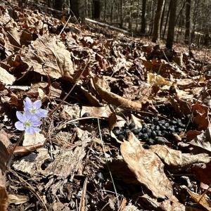 Photo #35 of Off Tower Road, Tract 2 and Pt Tract 2, Christiansburg, VA 19.7 acres