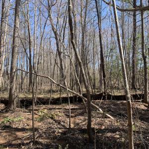 Photo #17 of SOLD property in Off Goodes Ferry Road, South Hill, VA 53.5 acres