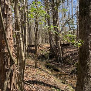 Photo #18 of SOLD property in Off Goodes Ferry Road, South Hill, VA 53.5 acres