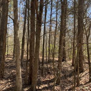 Photo #20 of Off Goodes Ferry Road, South Hill, VA 53.5 acres