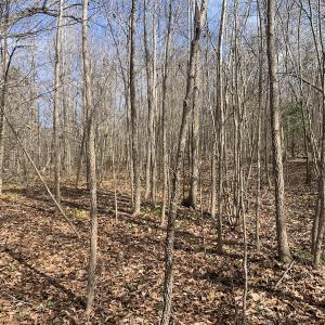 Photo #28 of SOLD property in Off Goodes Ferry Road, South Hill, VA 53.5 acres