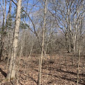 Photo #29 of SOLD property in Off Goodes Ferry Road, South Hill, VA 53.5 acres