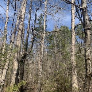 Photo #30 of SOLD property in Off Goodes Ferry Road, South Hill, VA 53.5 acres