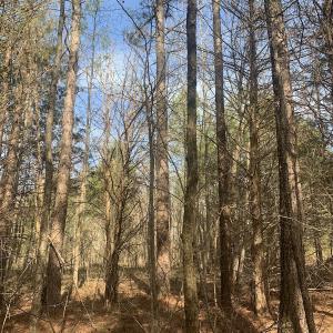 Photo #31 of SOLD property in Off Goodes Ferry Road, South Hill, VA 53.5 acres