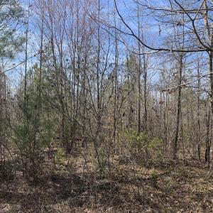 Photo #36 of SOLD property in Off Goodes Ferry Road, South Hill, VA 53.5 acres