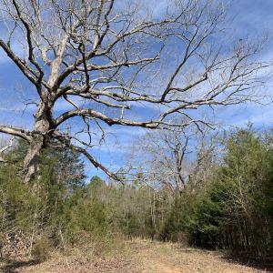 Photo #37 of SOLD property in Off Goodes Ferry Road, South Hill, VA 53.5 acres
