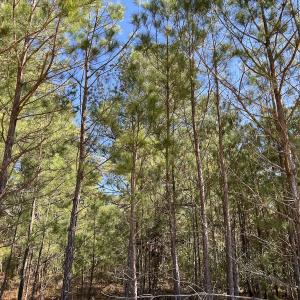 Photo #14 of SOLD property in Off Brenwood Road, Lake View, SC 1.5 acres