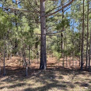 Photo #15 of SOLD property in Off Brenwood Road, Lake View, SC 1.5 acres