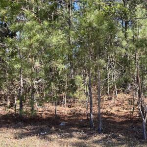 Photo #16 of SOLD property in Off Brenwood Road, Lake View, SC 1.5 acres