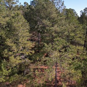 Photo #7 of SOLD property in Off Brenwood Road, Lake View, SC 1.5 acres