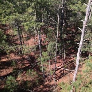 Photo #8 of SOLD property in Off Brenwood Road, Lake View, SC 1.5 acres