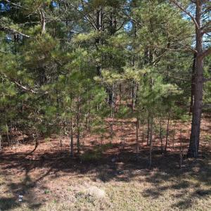 Photo #9 of SOLD property in Off Brenwood Road, Lake View, SC 1.5 acres