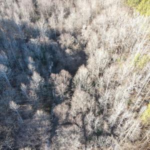 Photo #20 of SOLD property in Off Western Mill Road, Lawrenceville, VA 36.2 acres