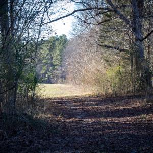 Photo #7 of SOLD property in Off Western Mill Road, Lawrenceville, VA 36.2 acres