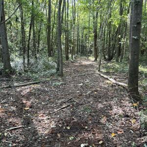 Photo #11 of SOLD property in Off Hwy 50, Rose Hill, NC 8.5 acres