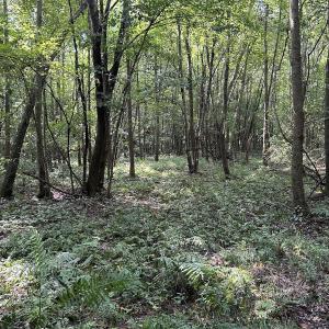 Photo #13 of SOLD property in Off Hwy 50, Rose Hill, NC 8.5 acres