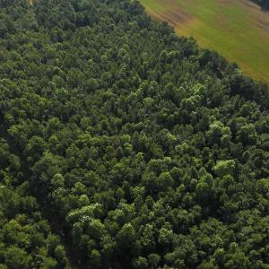 Photo #2 of SOLD property in Off Hwy 50, Rose Hill, NC 8.5 acres