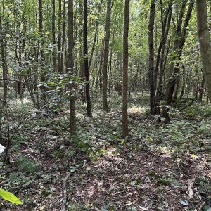 Photo #20 of SOLD property in Off Hwy 50, Rose Hill, NC 8.5 acres