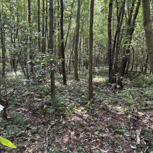 Photo #20 of Off Hwy 50, Rose Hill, NC 8.5 acres
