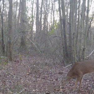 Photo #25 of SOLD property in Off Hwy 50, Rose Hill, NC 8.5 acres