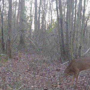 Photo #24 of Off Hwy 50, Rose Hill, NC 8.5 acres