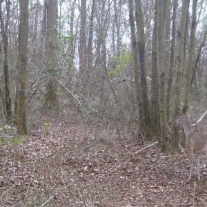 Photo #25 of Off Hwy 50, Rose Hill, NC 8.5 acres