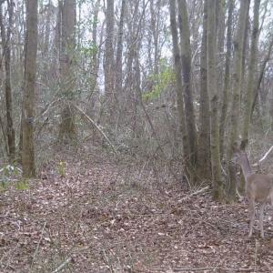 Photo #26 of SOLD property in Off Hwy 50, Rose Hill, NC 8.5 acres