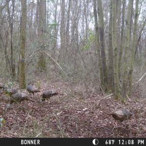 Photo #28 of SOLD property in Off Hwy 50, Rose Hill, NC 8.5 acres