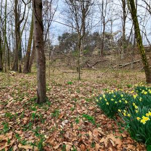 Photo #35 of Off Ebert Rd, Winston Salem, NC 8.8 acres