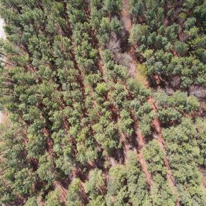Photo #13 of SOLD property in Off Clinton Rd, Nathalie, VA 21.3 acres