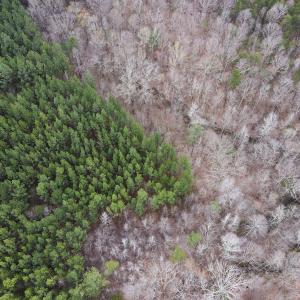 Photo #15 of SOLD property in Off Clinton Rd, Nathalie, VA 21.3 acres