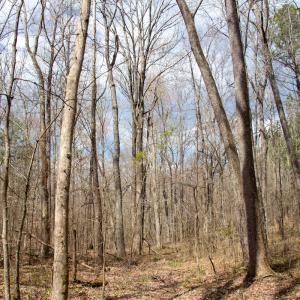 Photo #16 of SOLD property in Off Clinton Rd, Nathalie, VA 21.3 acres