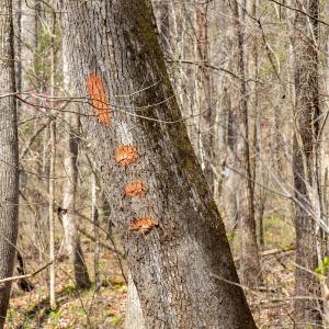 Photo #17 of SOLD property in Off Clinton Rd, Nathalie, VA 21.3 acres