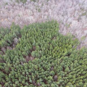 Photo #18 of SOLD property in Off Clinton Rd, Nathalie, VA 21.3 acres