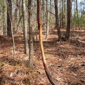 Photo #26 of SOLD property in Off Clinton Rd, Nathalie, VA 21.3 acres