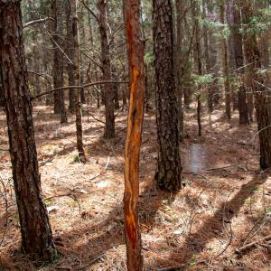 Photo #27 of SOLD property in Off Clinton Rd, Nathalie, VA 21.3 acres