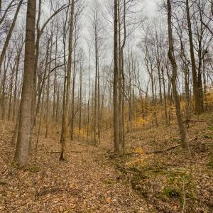 Photo #7 of SOLD property in Off Rice Road, Reidsville, NC 40.0 acres