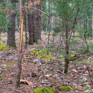 Photo #13 of SOLD property in Off Rice Road, Reidsville, NC 40.0 acres