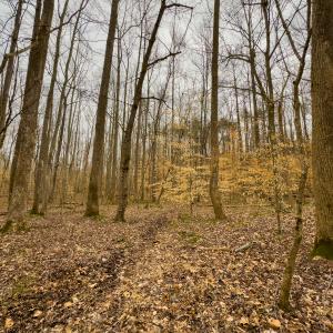 Photo #14 of SOLD property in Off Rice Road, Reidsville, NC 40.0 acres