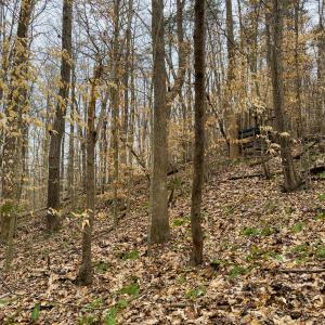 Photo #19 of SOLD property in Off Rice Road, Reidsville, NC 40.0 acres