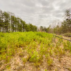 Photo #22 of SOLD property in Off Rice Road, Reidsville, NC 40.0 acres