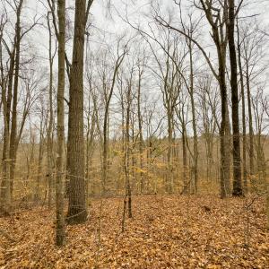 Photo #23 of SOLD property in Off Rice Road, Reidsville, NC 40.0 acres