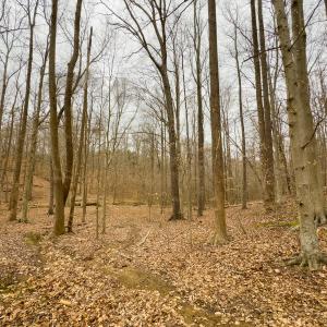Photo #28 of SOLD property in Off Rice Road, Reidsville, NC 40.0 acres